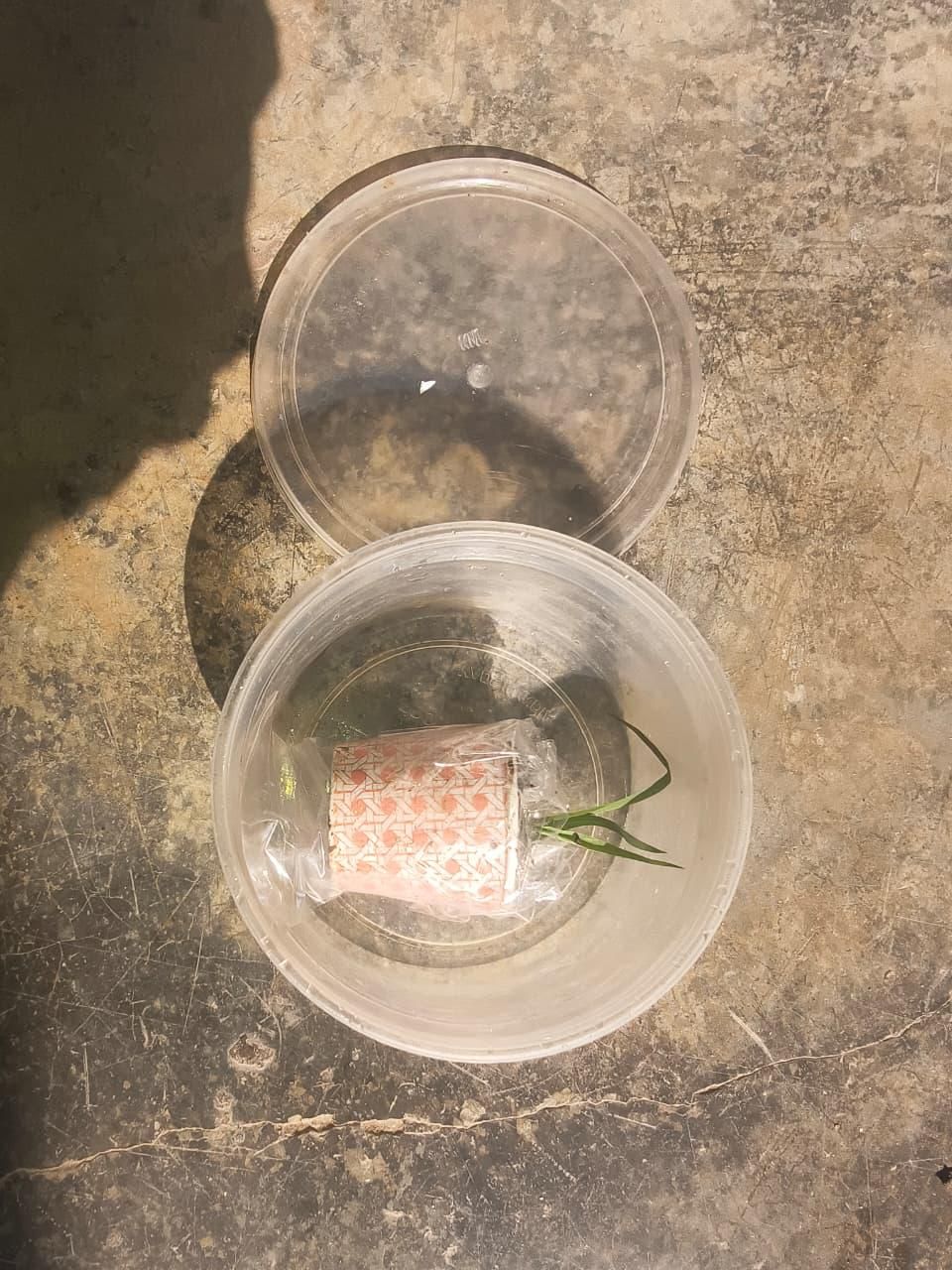 Pink Lily of the Valley Plant