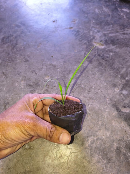Pink Lily of the Valley Plant