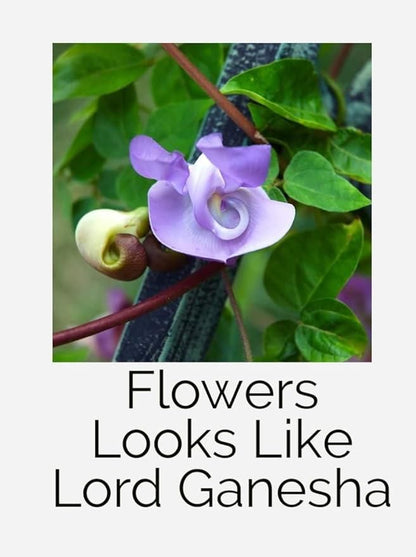 Garden Art Corkscrew Vine (Ganpati Veli)