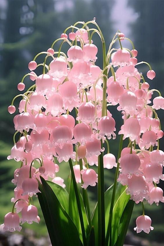 Pink Lily of the Valley Plant